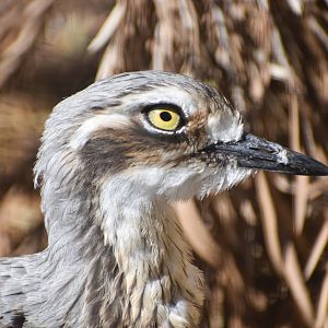 Bush Stone-Curlew