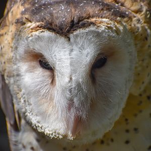 Australian Grass Owl