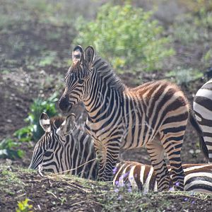 Plains Zebra foal