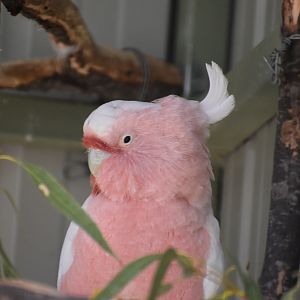 Major Mitchell's Cockatoo