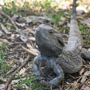 Eastern Bearded Dragon