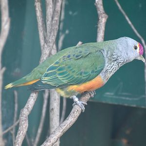 Rose-crowned Fruit-Dove