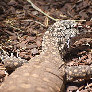Perentie