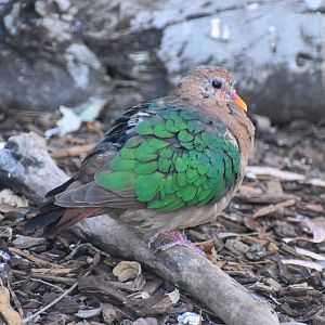 Pacific Emerald Dove