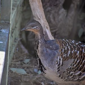 Malleefowl