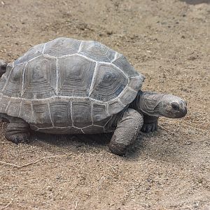 Aldabra Giant Tortoise