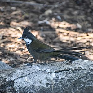 Eastern Whipbird