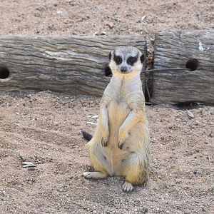 Meerkat