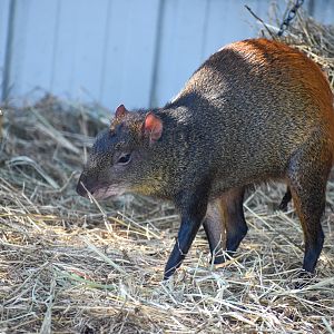 Brazilian Agouti