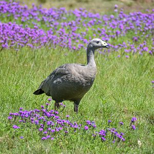 Cape Barren Goose among flowers