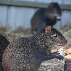 Brazilian Agouti