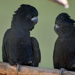 Red-tailed Black Cockatoos