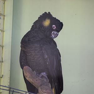 Yellow-tailed Black Cockatoo