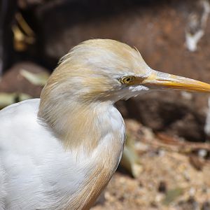 Cattle Egret