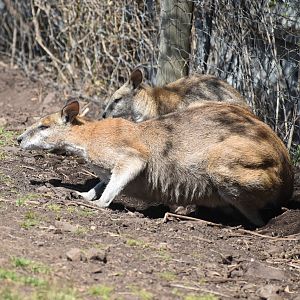 Agile Wallabies
