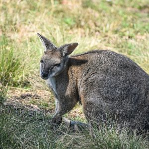 Tammar Wallaby