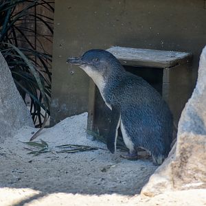 New Species: Little Penguin