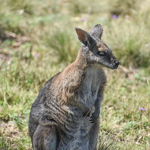 Tammar Wallaby
