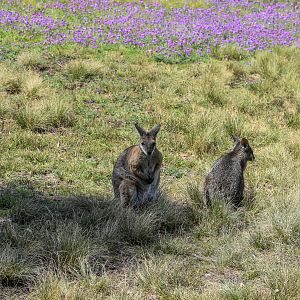Tammar Wallabies