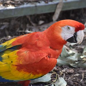 Scarlet Macaw