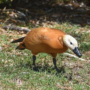 Ruddy Shelduck