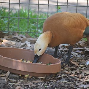 Ruddy Shelduck