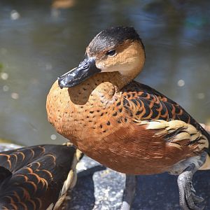 Wandering Whistling-Duck