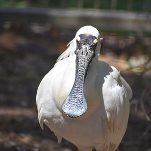Royal Spoonbill
