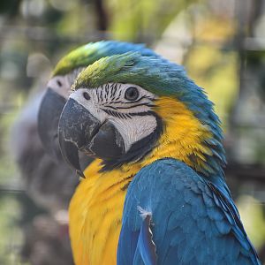 Blue and Gold Macaws