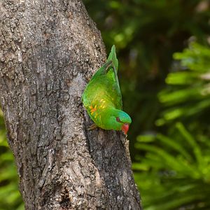 Scaly-breasted Lorikeet - wild