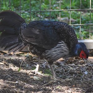 Kalij Pheasant