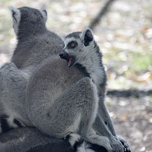Ring-tailed Lemurs