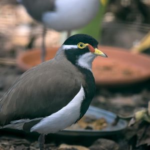 Banded Lapwing