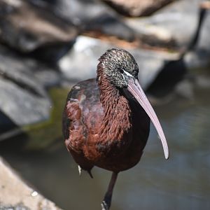 Glossy Ibis