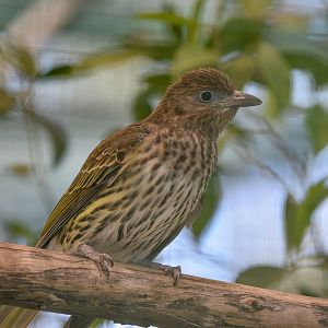 Australasian Figbird