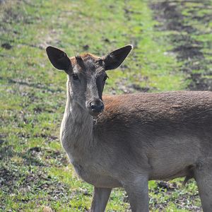 Fallow Deer