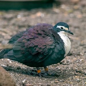White-breasted Ground Dove