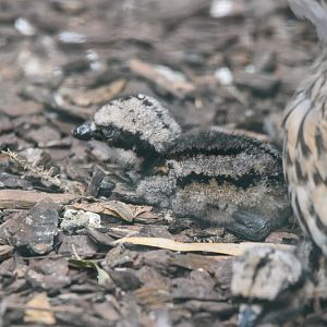 Bush Stone-Curlew chick