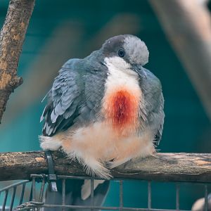 Luzon Bleeding-heart Dove