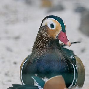 Mandarin Duck
