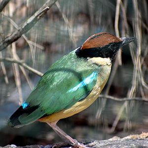 Noisy Pitta