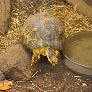 Radiated Tortoise