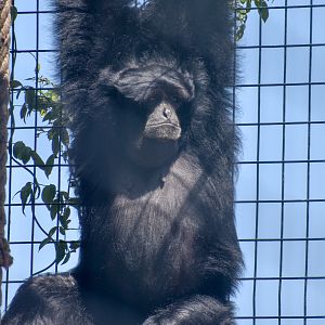 Siamang