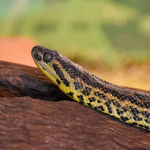 Yellow Anaconda