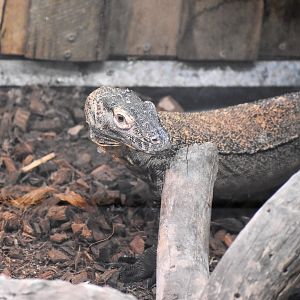 Komodo Dragon