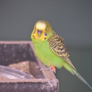 Bush Budgerigar