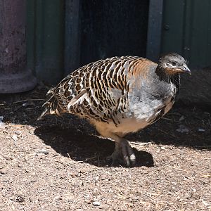 Malleefowl