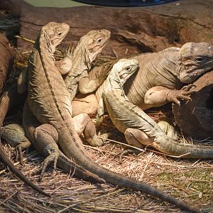 Rhino Iguana hatchlings