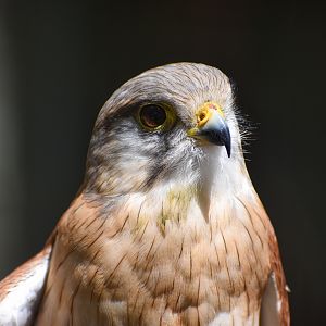 Nankeen Kestrel