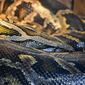 Burmese Python
